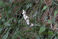 Ophiopogon intermedius